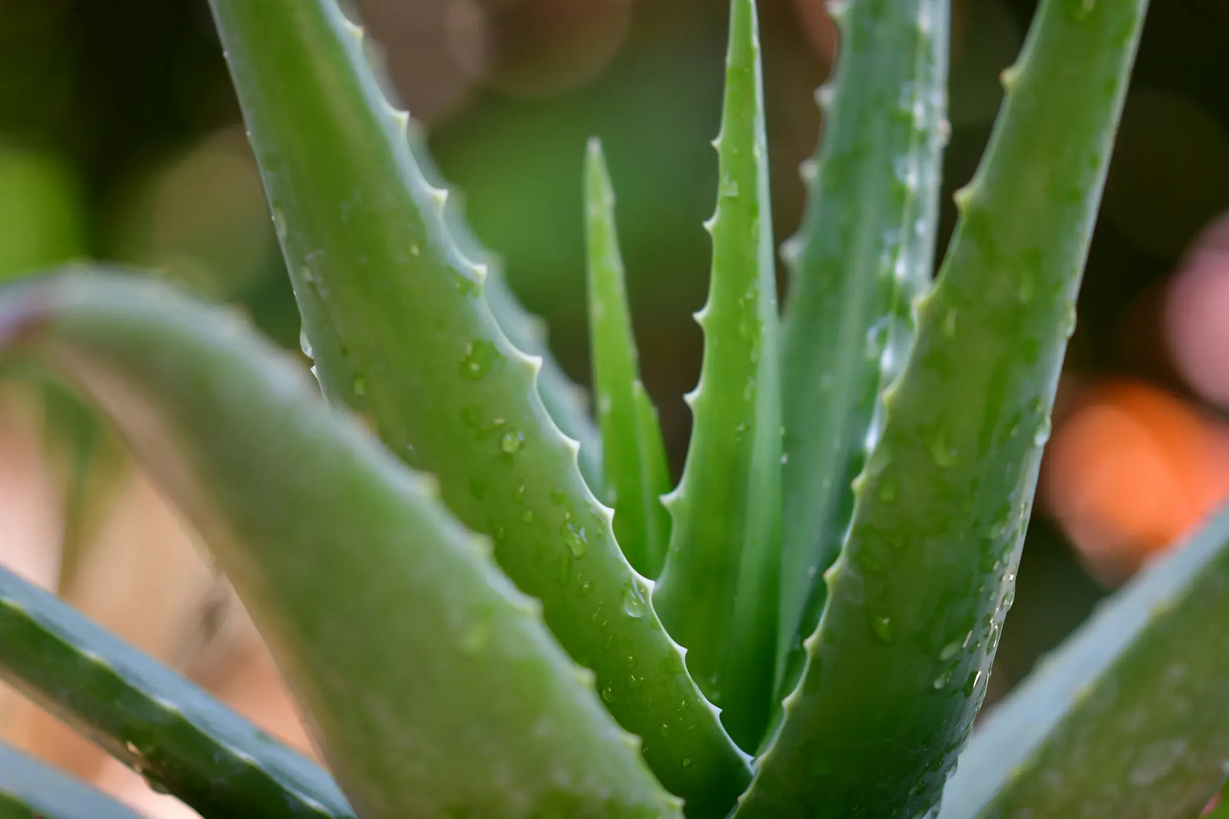 An aloe vera plant