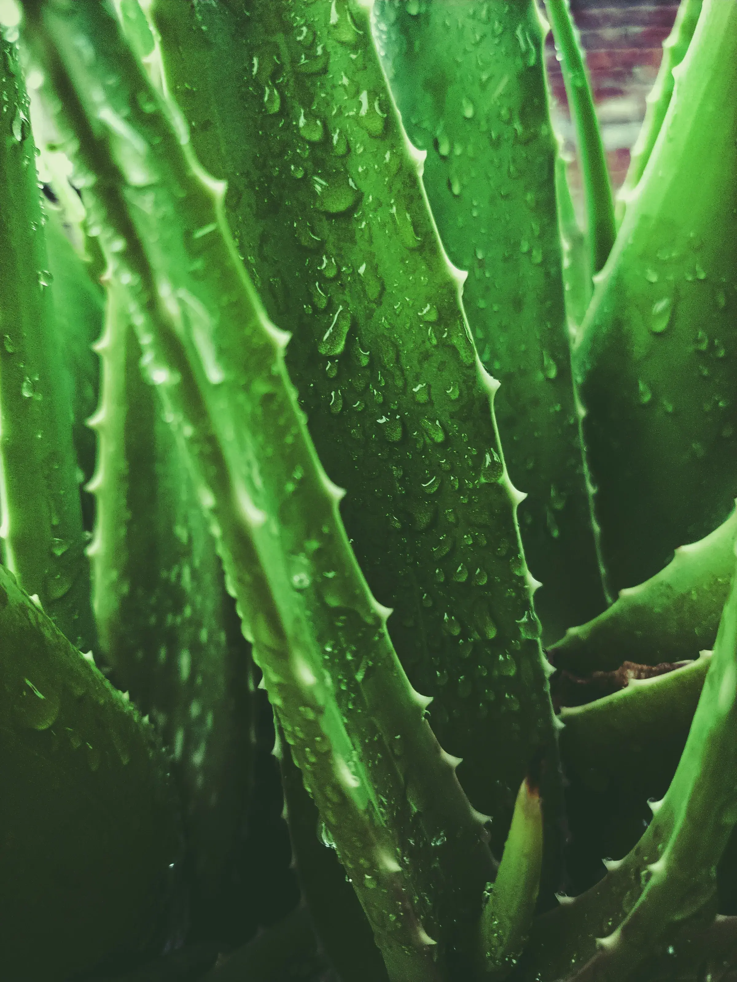Aloe leaf with water droplets