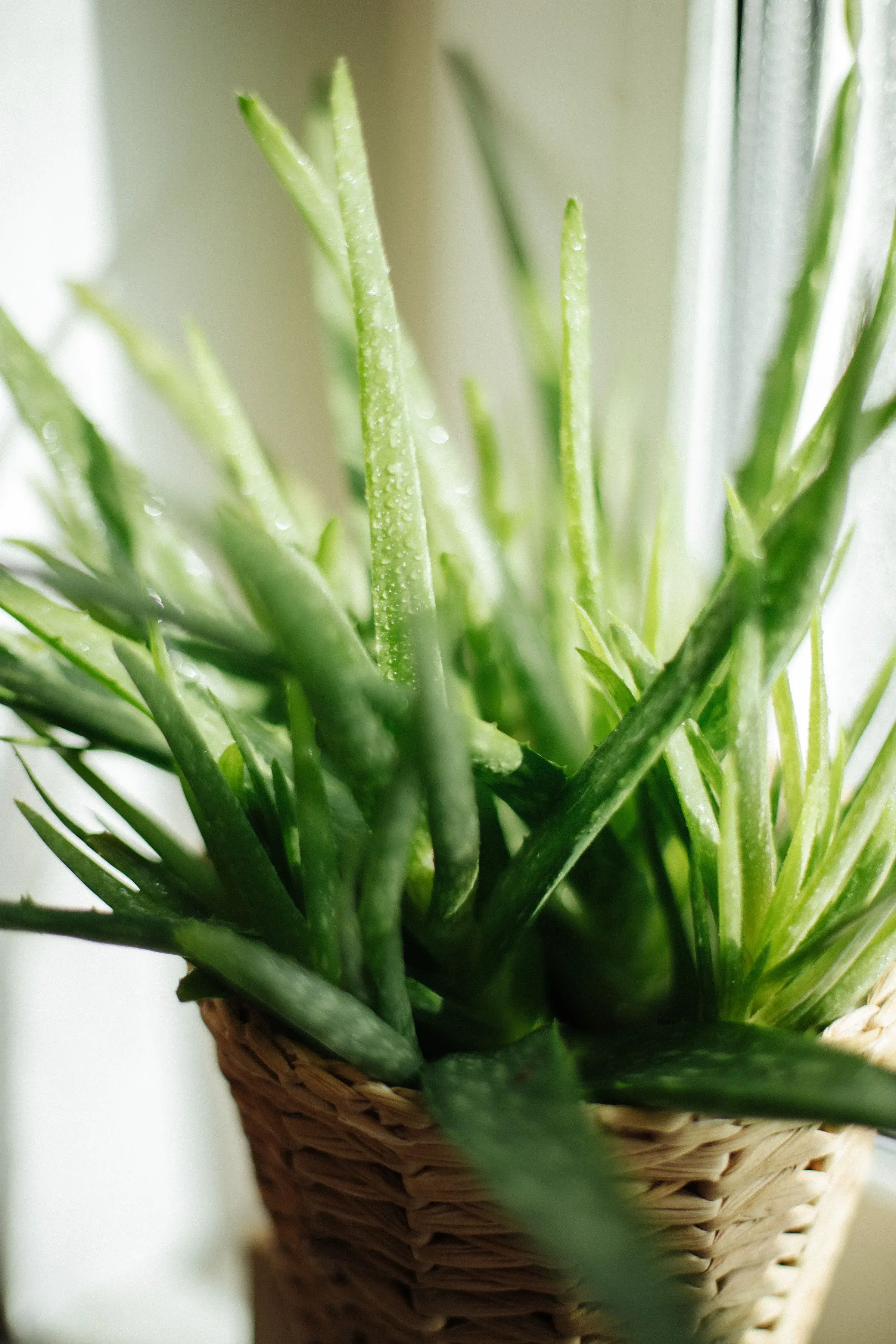 Close-up of an aloe vera leaf