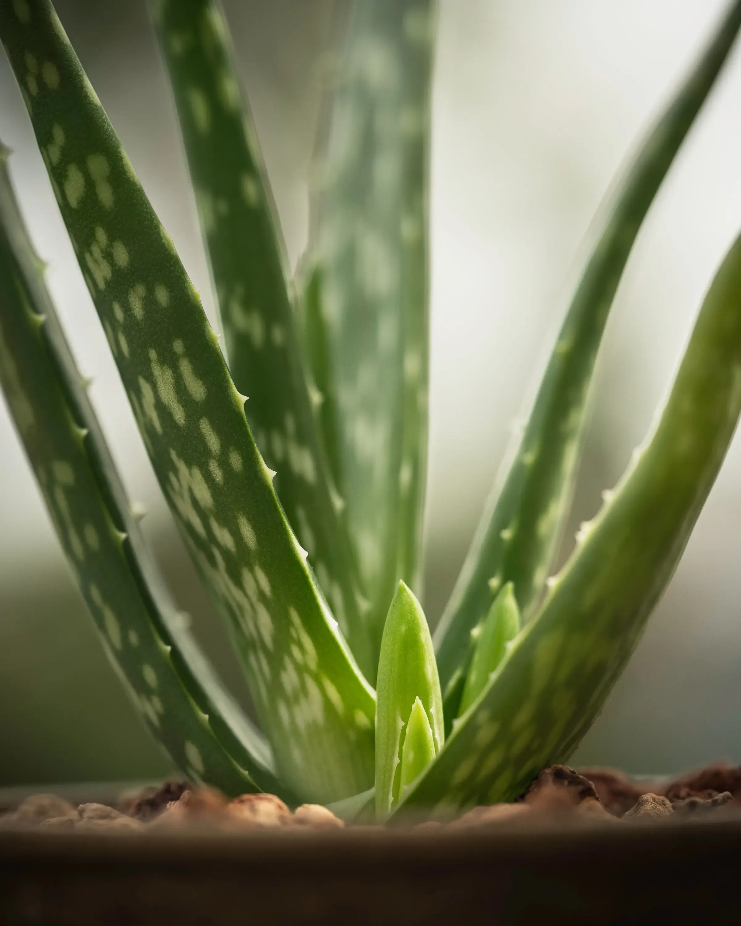 Potted aloe vera